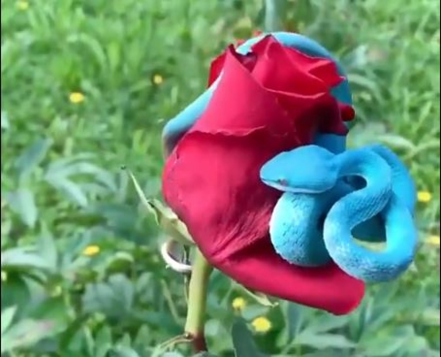 Θανάσιμη μανία στην Κίνα η... δηλητηριώδης μπλέ οχιά - Γιατί την αγοράζουν σαν τρελοί!