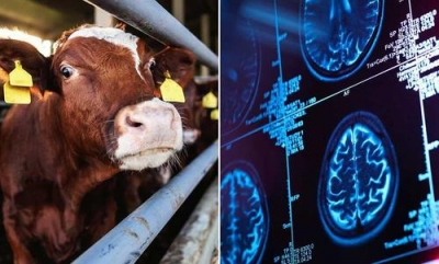 Νέος συναγερμός: Κρούσμα «τρελών αγελάδων» σε Κίνα, Νότια Κορέα και Φιλιππίνες - Ανέστειλαν το καναδικό κρέας
