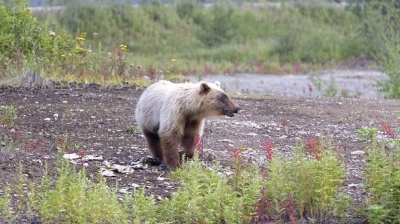 Απαγόρευση κυκλοφορίας σε περιοχή τη Ρωσίας λόγω των... αρκούδων