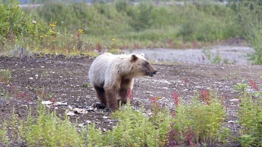 Απαγόρευση κυκλοφορίας σε περιοχή τη Ρωσίας λόγω των... αρκούδων