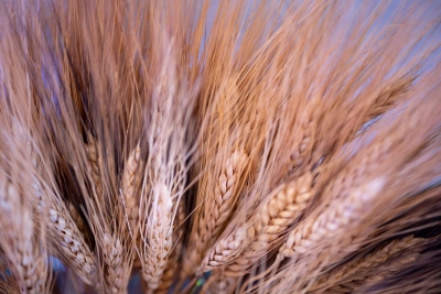 Η Ουκρανία απαγόρευσε τις εξαγωγές σιτηρών και άλλων ζωτικών τροφίμων  – Σε κάποιες χώρες δεν θα φτάνουν τα λεφτά για τρόφιμα