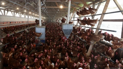 ΗΠΑ: Η χώρα όπου τα αυγά κοστίζουν… 15 δολάρια