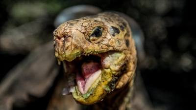 Νέα πανδημία από τη Γιουχάν; Χελώνες προς κατανάλωση μολύνθηκαν με χολέρα - Κρούσμα σε κινέζο μαθητή