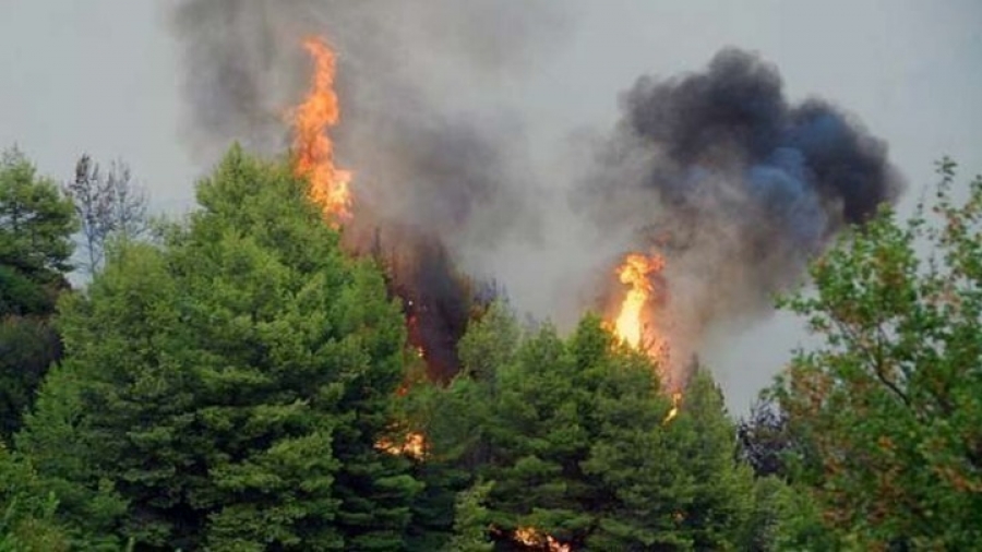 Μεγάλη πυρκαγιά ξέσπασε σε δασική έκταση στη Νεμέα - Επί ποδός η Πυροσβεστική