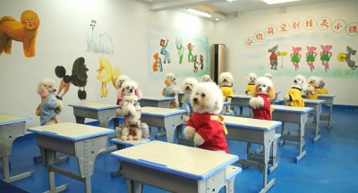 Σχολείο για... τετράποδα «μαθητούδια», διδάσκει σε σκύλους γλώσσα, μαθηματικά και savoir vivre!