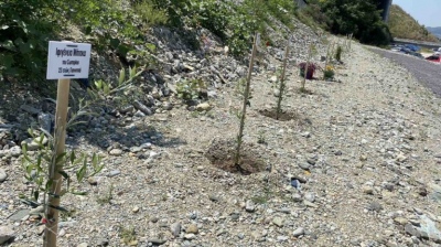 Τραγωδία στα Τέμπη: Φύτεψαν δέντρα και τους έδωσαν τα ονόματα των θυμάτων