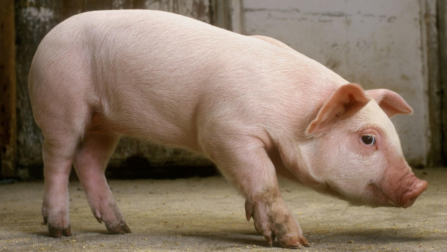 Επανάσταση στη οδοντιατρική: Επιστήμονες δημιούργησαν ανθρώπινα δόντια σε στόματα χοίρων