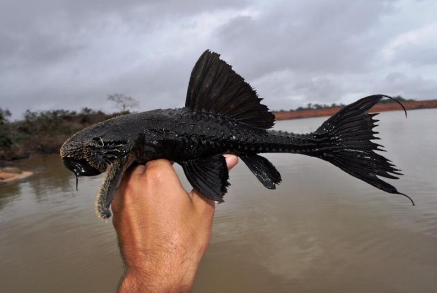 Σαν αρχαίος ιππότης: Ένα ψάρι με... πανοπλία έμαθε να περπατάει στην ξηρά - Ο Αμαζόνιος αποκάλυψε ένα νέο μυστικό