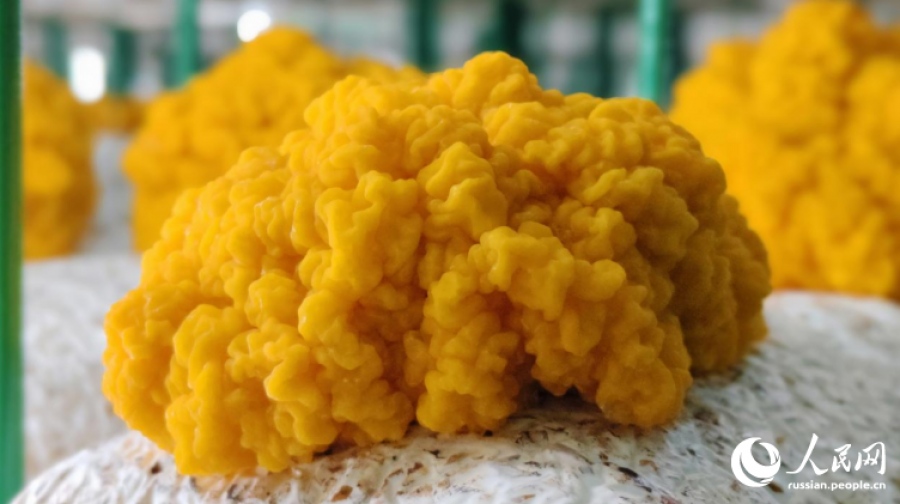 Σπάνια χρυσά μανιτάρια αλλάζουν για πάντα την Κίνα...