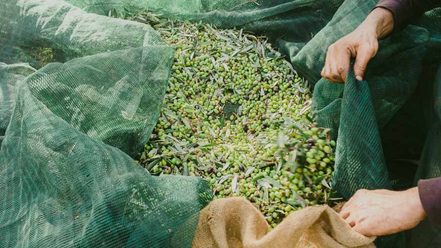 Σε κρίση το ελληνικό ελαιόλαδο - O… Γολγοθάς με τις κλοπές και την κλιματική αλλαγή - Οδοιπορικό του Bloomberg σε Καλαμάτα, Χαλκιδική, Κρήτη, Νεμέα