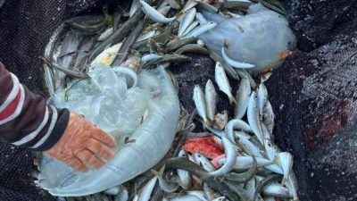 Μέδουσες γίγας στην Ρόδο: Είναι δηλητηριώδεις και έχουν διάμετρο ένα μέτρο - Ήρθαν από την Ερυθρά θάλασσα