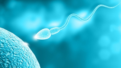 Ανδρική γονιμότητα: Ο κρίσιμος ρόλος της στην εξέλιξη της αναπαραγωγής