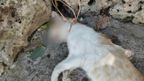 Στον εισαγγελέα η 63χρονη που συνελήφθη για τη θανάτωση της γάτας στην Ζάκυνθο