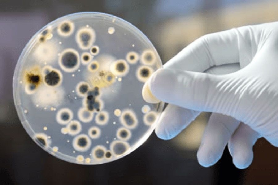 Εξαιρετικά μεταδοτικός μύκητας εξαπλώνεται στις ΗΠΑ με ποσοστό θνητότητας 60% - Υπερτριπλασιάστηκαν τα κρούσματα