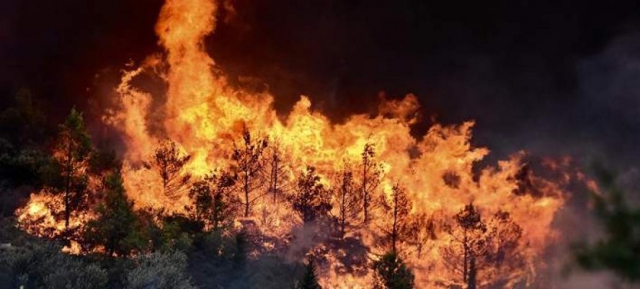 Πυρκαγιά στην περιοχή Καπελέτο της Ηλείας