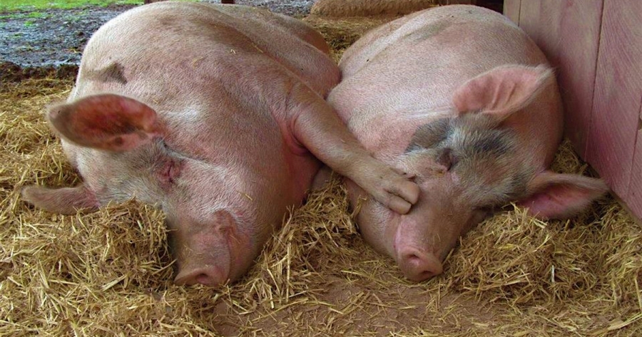 Εντοπίστηκε αφρικανική πανώλη των χοίρων στις Σέρρες