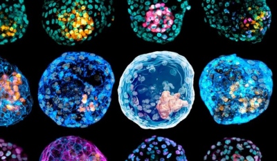 Θα προέλθει ο άνθρωπος του μέλλοντος από το εργαστήριο;