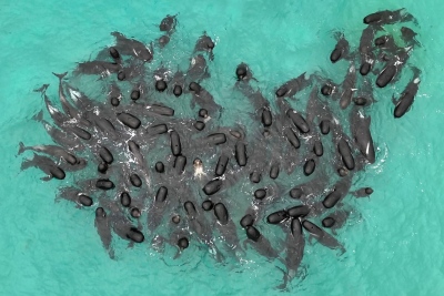 Δεκάδες φάλαινες – πιλότοι εξώκειλαν μαζικά σε ακτή της Αυστραλίας – Νεκρές πάνω από 50