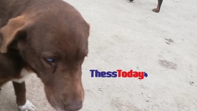 Επικήρυξαν με 1.500 ευρώ τον «άνθρωπο» που δηλητηρίασε με φόλα την τυφλή σκυλίτσα στη Νάουσα