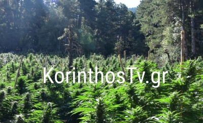 Εγκλωβισμένοι αστυνομικοί... στη μεγαλύτερη χασισοφυτεία της Κορινθίας