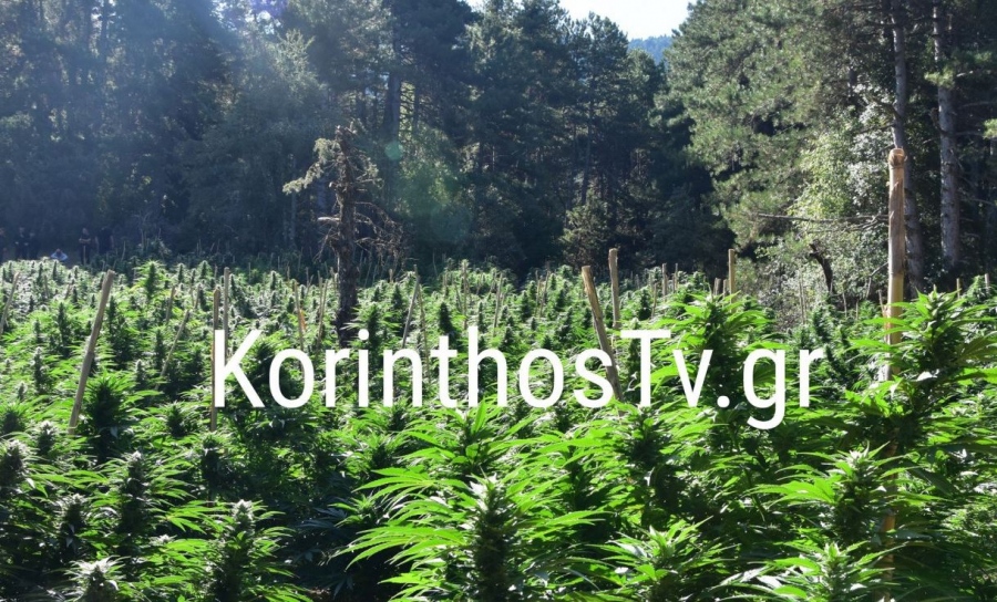 Εγκλωβισμένοι αστυνομικοί... στη μεγαλύτερη χασισοφυτεία της Κορινθίας