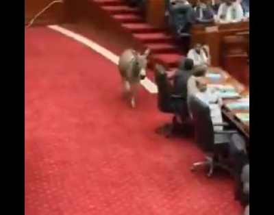Απρόσκλητος επισκέπτης - Γαϊδούρι μπήκε τρέχοντας στη βουλή του Πακιστάν - Σάρωσε τα πάντα! (video)