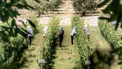 Ο οινοτουρισμός της Ελλάδας «λάμπει» διεθνώς - Το δημοφιλέστερο ελληνικό κρασί