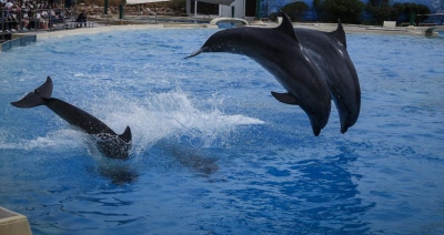 Καταδίκη για το Αττικό Ζωολογικό Πάρκο για τις παραστάσεις με δελφίνια - Ποινή φυλάκισης με αναστολή στην ιδιοκτήτρια