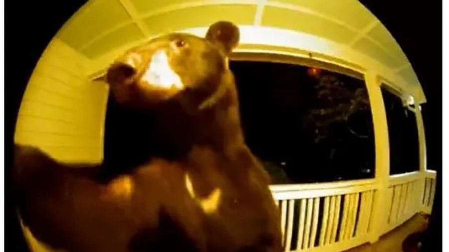 Μαύρη αρκούδα πήγε σε σπίτι και χτύπησε το... κουδούνι - Θα της ανοίγατε;