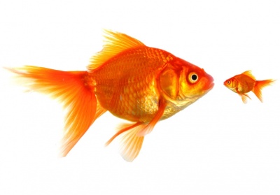 Η Παγκρήτια και η Optima Bank θα ξεχωρίσουν το 2020 από τις μικρές τράπεζες - Σχεδιάζουν αυξήσεις κεφαλαίου 150 εκατ ευρώ