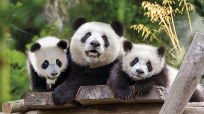 Η διπλωματία των πάντα καταρρέει - Οι σχέσεις Κίνας και Ιαπωνίας στο ναδίρ