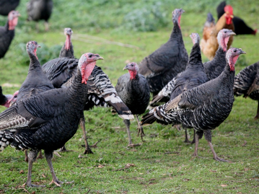 Γερμανία: Οι αρχές διέταξαν σφαγή για 14.000 γαλοπούλες λόγω της γρίπης των πτηνών