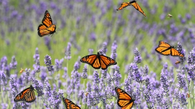 Το «φαινόμενο της πεταλούδας» μπορεί να καταστρέψει τον κόσμο - Πώς μικρές αποφάσεις οδηγούν σε τεράστιες καταστροφές