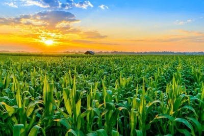 Παράταση 6 μήνες για γεωργικές επενδύσεις με χρήμα της ΕΕ