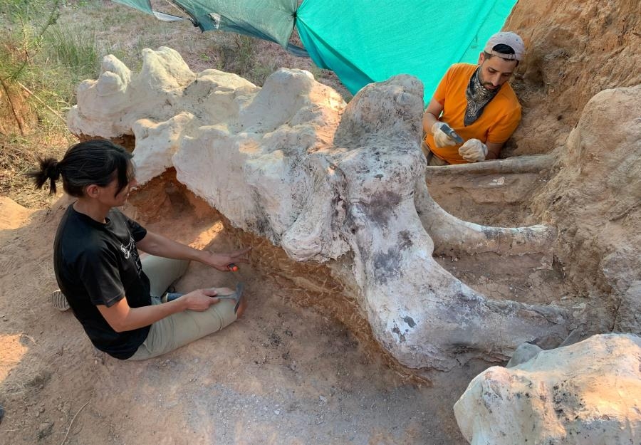 Πορτογαλία: Βρέθηκε το μεγαλύτερο απολίθωμα δεινοσαύρου στην Ευρώπη