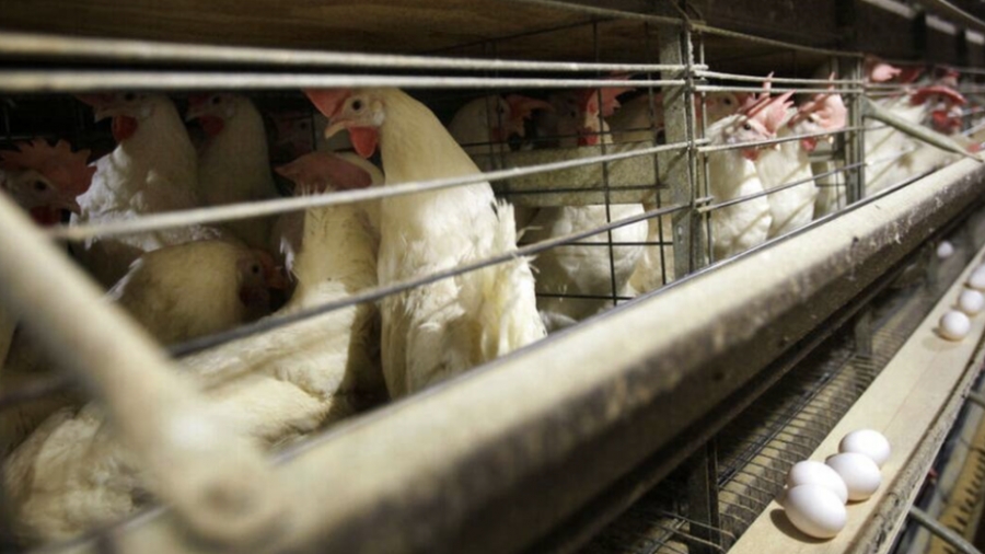 Κίνα: Καταγράφηκε το πρώτο κρούσμα γρίπης των πτηνών σε άνθρωπο παγκοσμίως