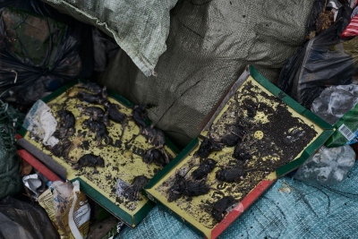 Figaro (Γαλλικό ΜΜΕ): Τα ποντίκια έφαγαν «οικολογικά καλώδια» από δυτικά οχήματα μάχης στην Ουκρανία