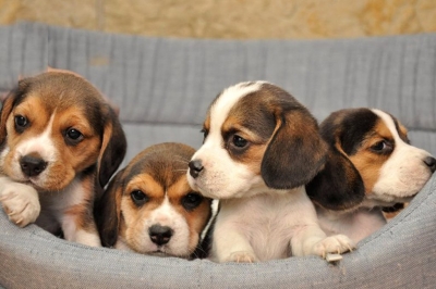 Απάτη με πωλήσεις άρρωστων κουταβιών εξιχνίασε η ΕΛ.ΑΣ.