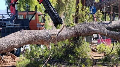 Έπεσαν δεκάδες δέντρα και πινακίδες σε Θεσσαλονίκη και Κεντρική Μακεδονία από ισχυρούς ανέμους 8 μποφόρ