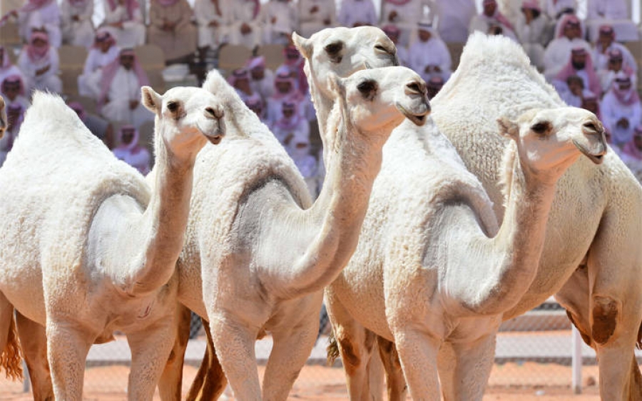 Σαουδική Αραβία: Καμήλες αποκλείστηκαν από καλλιστεία επειδή τους είχαν κάνει... μπότοξ