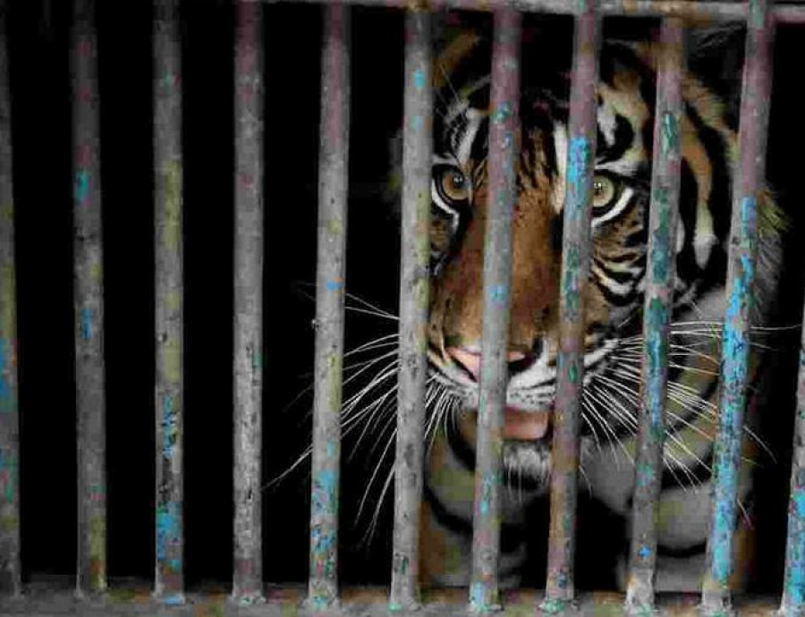 Δύο τίγρεις στην Ινδονησία προσβλήθηκαν από Covid - 19