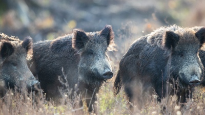 Pig stories: Αγριογούρουνα... παραλύουν τις λειτουργίες των αεροδρομίων στην Ευρώπη