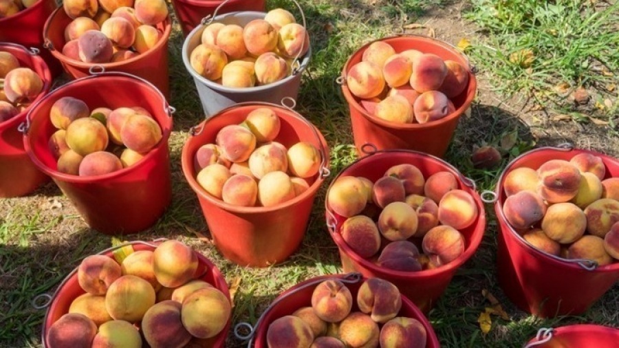 Με 50 εκατ. δολάρια ζημιά, ξεκινά η εξαγωγική περίοδος 2019 για τις βιομηχανίες κομπόστας