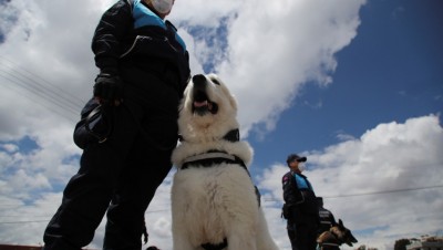 Ιταλία: Ειδικά εκπαιδευμένα σκυλιά θα οσμίζονται τον κορωνοϊό στα σχολεία