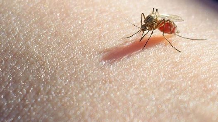 Ιός Δυτικού Νείλου: Δύο νέα κρούσματα στην Ελλάδα -  Συνολικά 284 και 30 θάνατοι