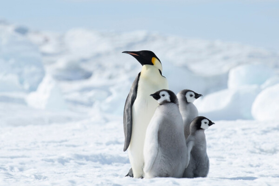 Γιατί δεν πετούν οι πιγκουίνοι και πως πήγαν από Ανταρκτική... Hollywood; - Ιδού oι απαντήσεις