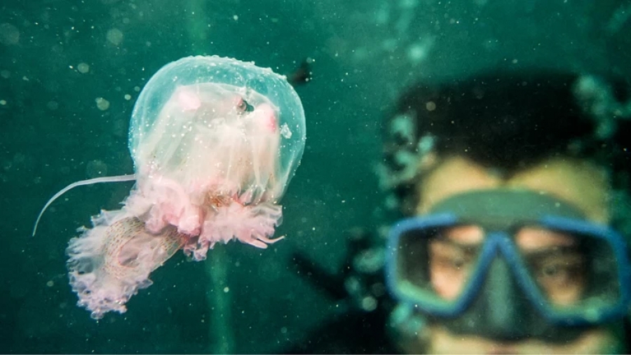 Χιλιάδες μωβ μέδουσες στη Χαλκιδική - Οι κίνδυνοι από την τοξική βλέννα