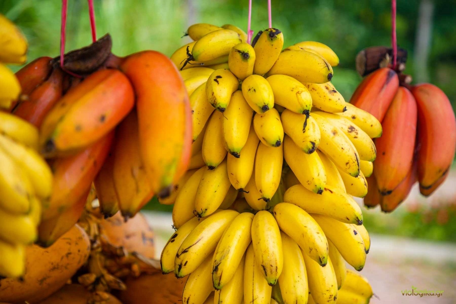 Η απάτη της Μπανάνας: Ποιος προκαλεί πανικό για την εξαφάνισή τους