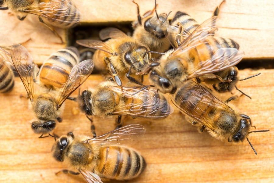 Ιατρικό θαύμα - Μέλισσες κατά του καρκίνου: Μπορεί το δηλητήριο να θεραπεύσει πραγματικά τους πιο δύσκολους όγκους;