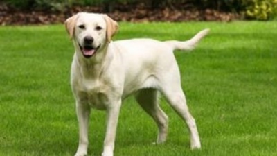 Zero Stray Pawject: Πώς καταγγέλλουμε ένα περιστατικό κακοποίησης ζώου στην Ελληνική Αστυνομία